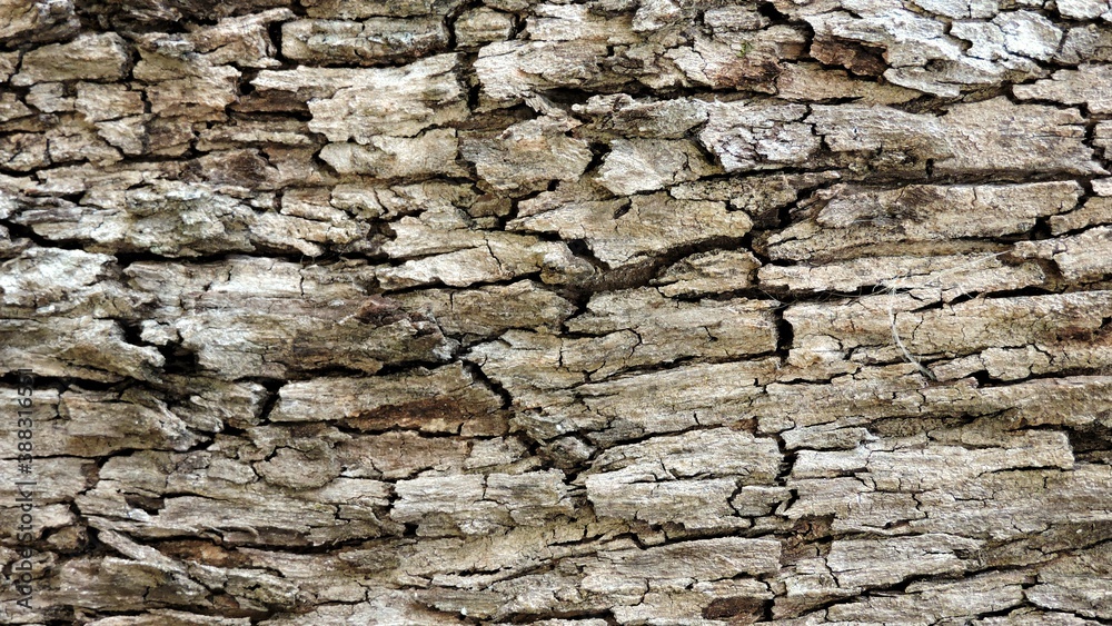 Wood, wood texture, wood photography, light brown, dark brown, bark. Wood, wood texture, wood photography, light brown, dark brown, bark.