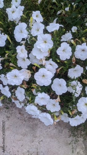 white flowers
