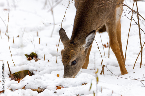 Close up of a White-tailed button buck (Odocoileus virginianus) feeding on the snow covered ground. Selective focus, background blur and foreground blur.
