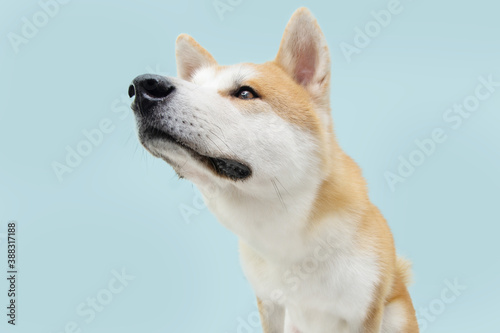 Akita dog looking up. Profile view isolated on blue backgorund.