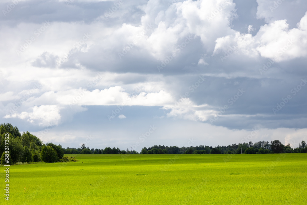Fototapeta premium Summer landscape with green field and clouds in the sky