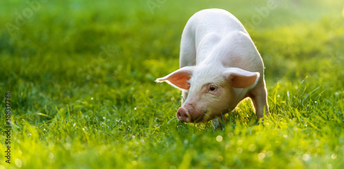 funny young pig is standing on the green grass. Happy piglet on the meadow. wide banner photo