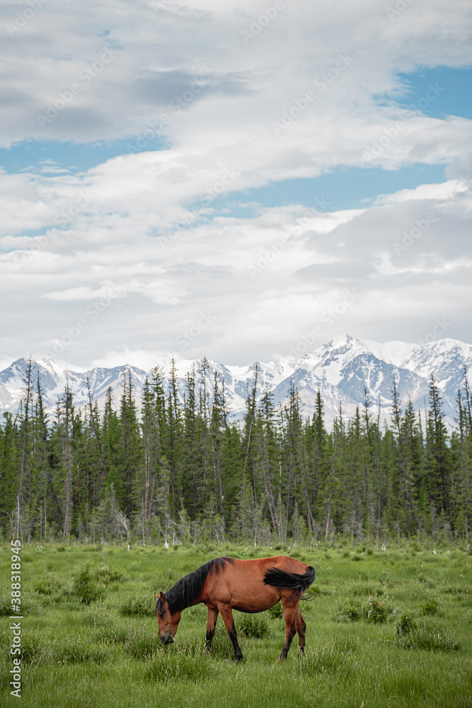 Red horses graze in the meadow against the background of the forest and mountains. Horse portrait. Wild nature, village life, province, livestock. Beautiful landscape with green grass and snowy peaks.