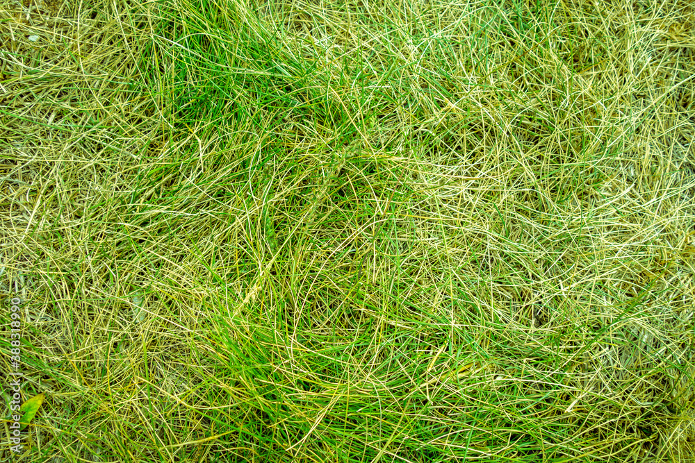 Green grass close up background texture Green grass close up background texture