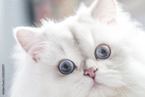 Biały długowłosy kot brytyjski 