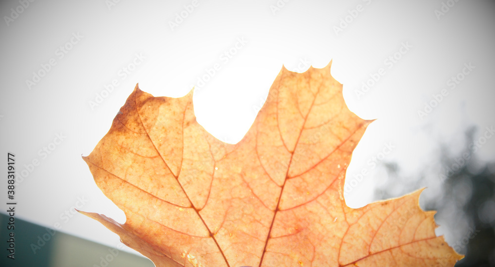 Bright yellow maple leaf on a background of cloudless sky. Warm autumn day in the park. Soft focus and beautiful bokeh.