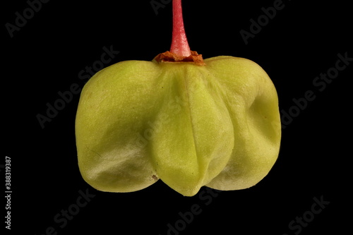 Warted Spindle (Euonymus verrucosus). Immature Fruit Closeup photo