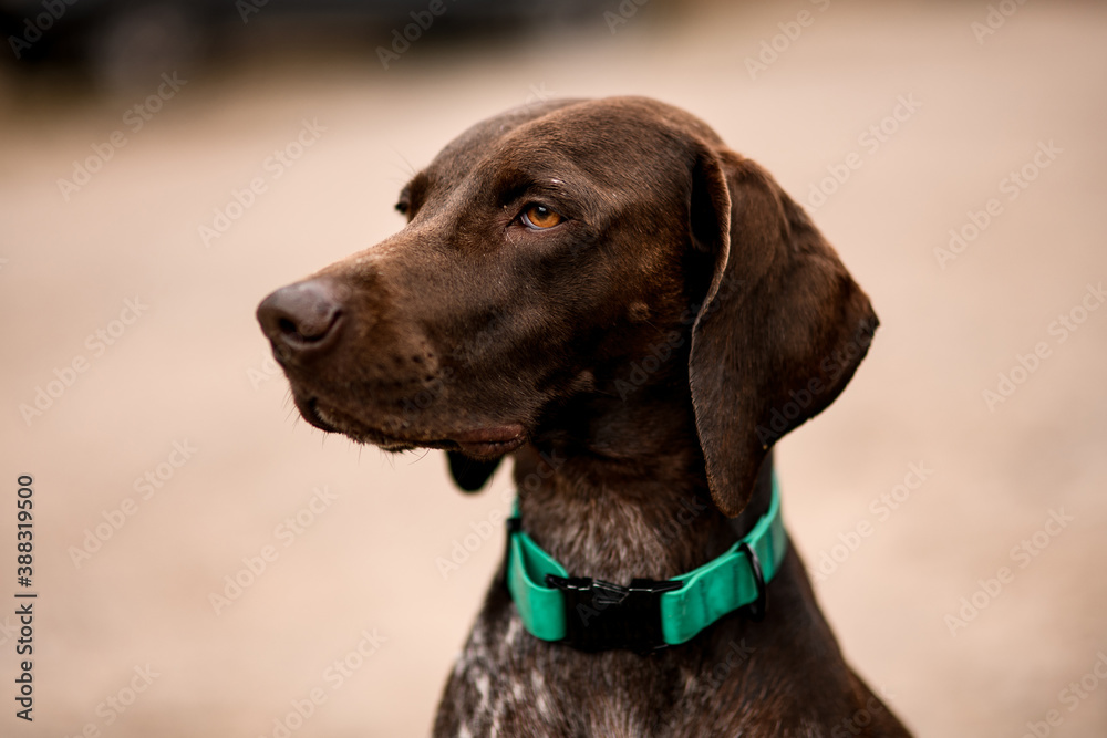 close-up of the head of shorthaired pointer dog