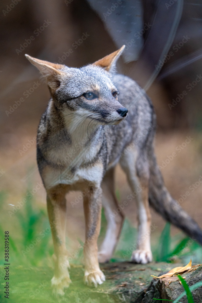 Obraz premium portrait of a wolf