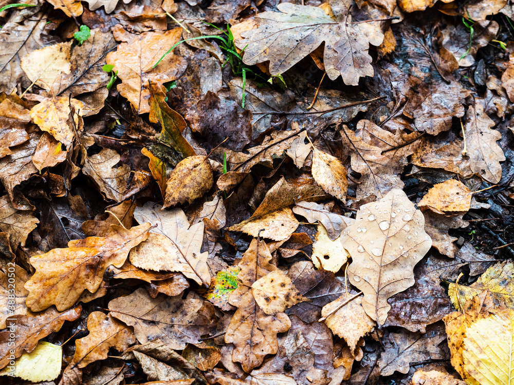 brown and rotten leaves with raindrops at forest meadow on rainy autumn day brown and rotten leaves with raindrops at forest meadow on rainy autumn day