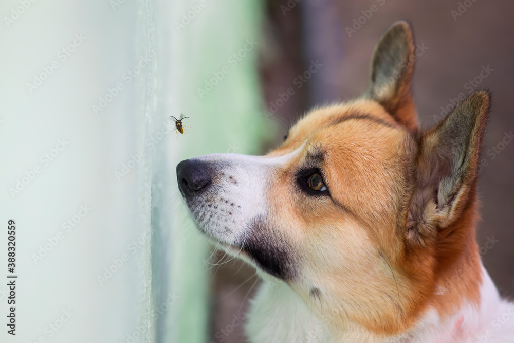 funny Corgi puppy tries to catch a dangerous striped insect wasp with its nose in the garden