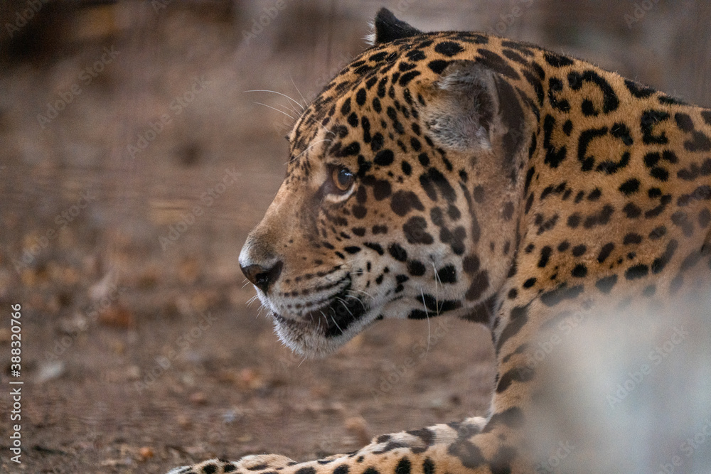 Fototapeta premium jaguar in zoo