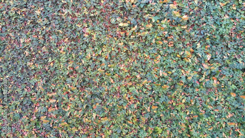 Foliage, leaf texture, green leaf carpet, leaves background, green leaf texture, foliage. Foliage, leaf texture, green leaf carpet, leaves background, green leaf texture, foliage.