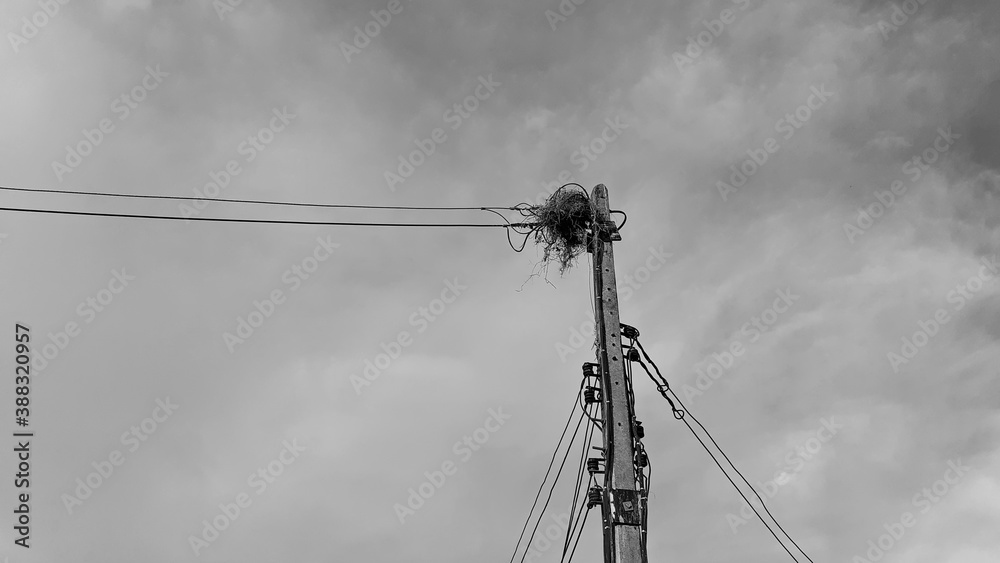 A blackbird, a wild animal, builds nests on the wires, of high voltage poles in rural roads in Thailand on a black and white sky and cloudy day, vintage image background concept. A blackbird, a wild animal, builds nests on the wires, of high voltage poles in rural roads in Thailand on a black and white sky and cloudy day, vintage image background concept.