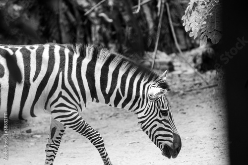 zebra in zoo