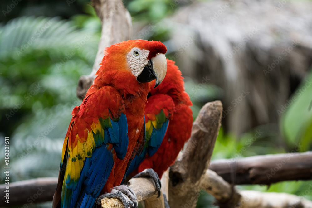 red and yellow macaw