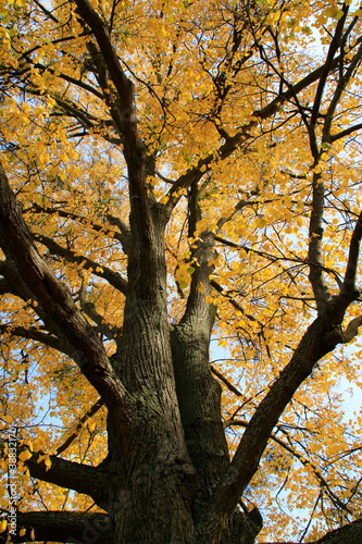 Blick in die Baumkrone eines Lindenbaums im Herbst