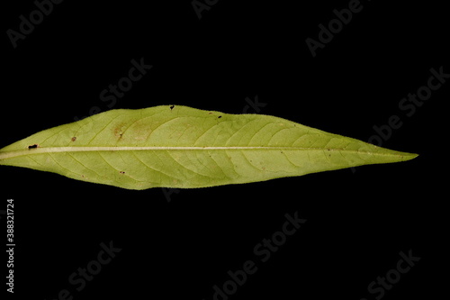 Water Pepper (Persicaria hydropiper). Leaf Closeup