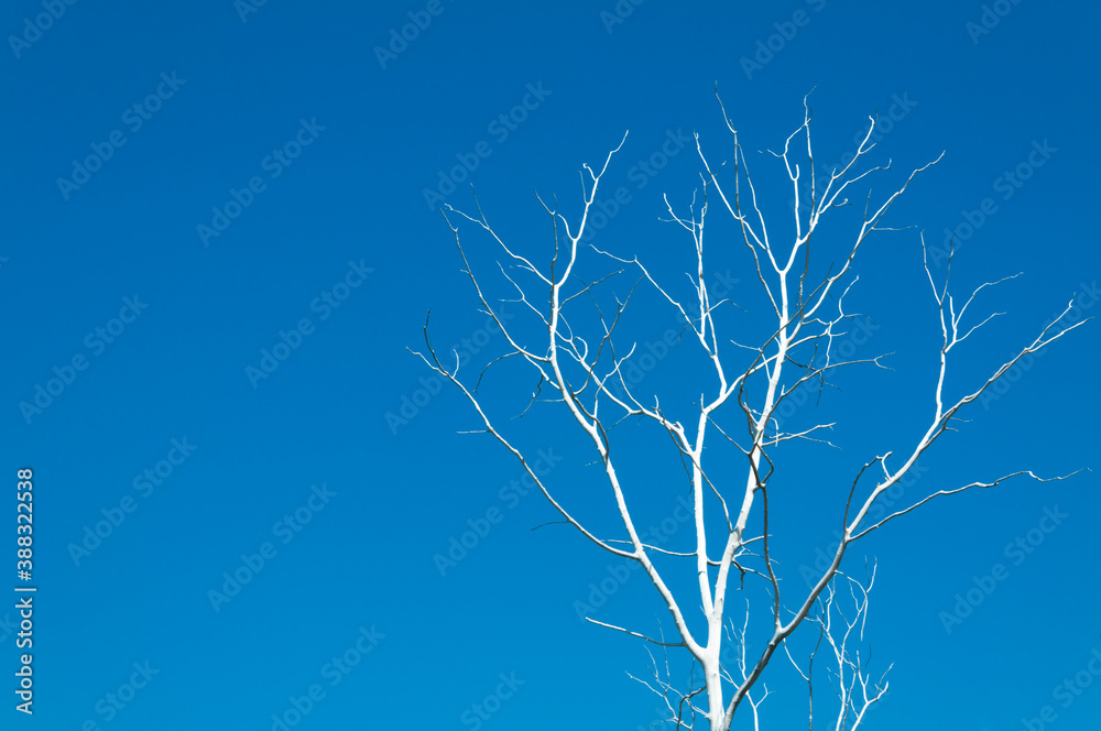 Obraz premium Dead Tree branches over blue sky without clouds