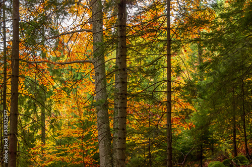 The colors of autumn. Beautiful orange and yellow leaves into a sunny day into a mountain forest.