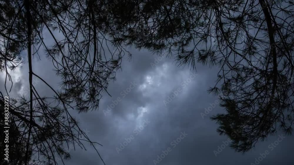 Sunset of trees and sky from low angle view