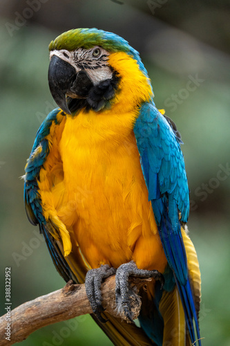 blue and yellow macaw