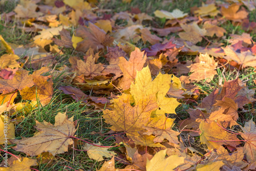 Colorful maple leaves as autumn background