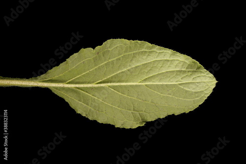 Borage (Borago officinalis). Leaf Closeup