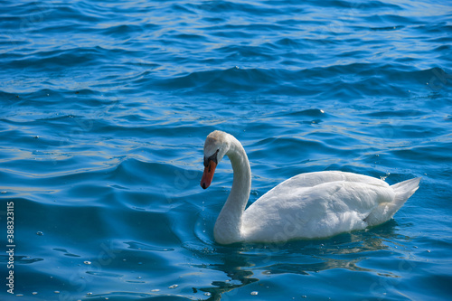 Close-up. Beautiful Swan on a Crystal Clear deep blue water.