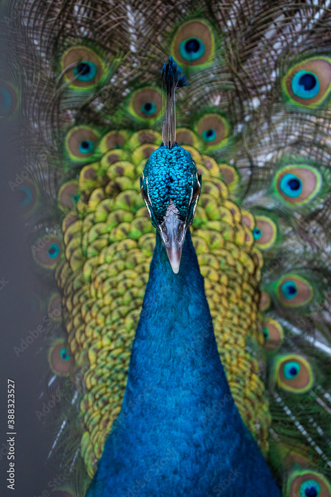 Obraz premium portrait of a peacock