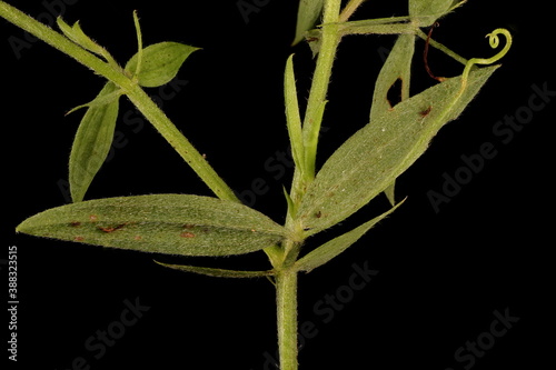 Meadow Vetchling (Lathyrus pratensis). Stem and Leaves Closeup photo