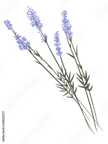Simple minimal cartoon style flat lavender french provence plant flower branch hand drawn icon illustration vector design element isolated on a white background