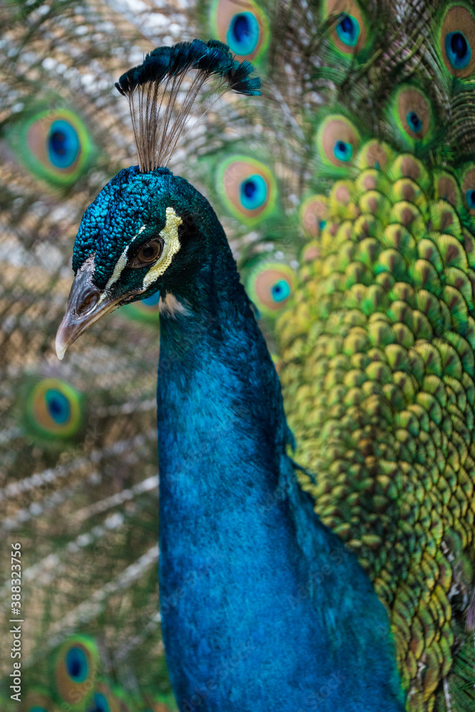 Obraz premium portrait of a peacock