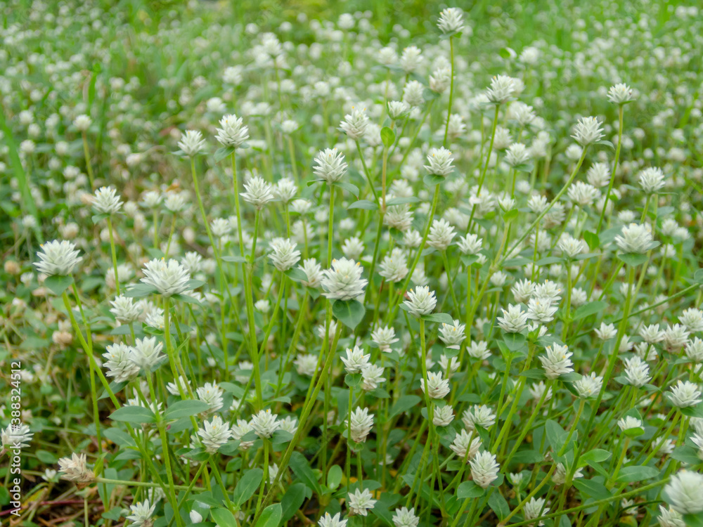 A white meadow with green leaves