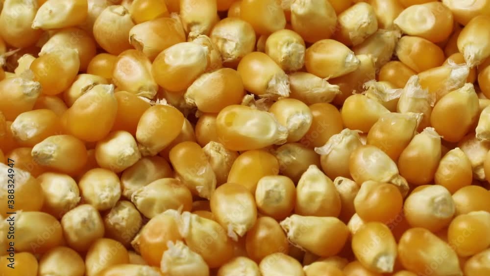 Dried orange corn kernels full frame close up Dried orange corn kernels full frame close up