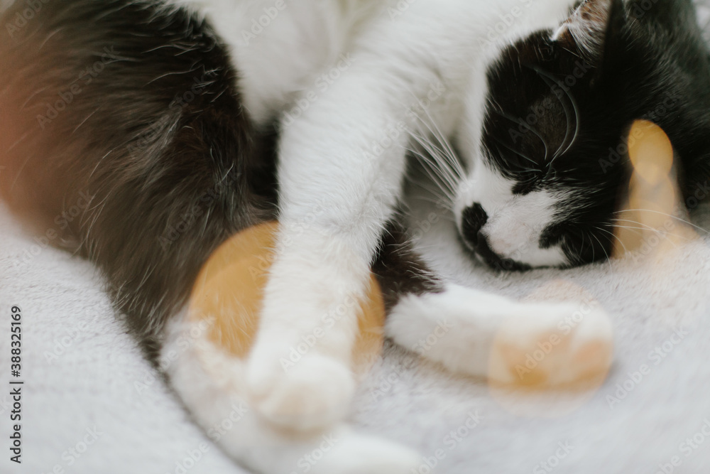 Cute cat sleeping on cozy grey bed or blanket in warm festive lights. Comfortable sleep.
