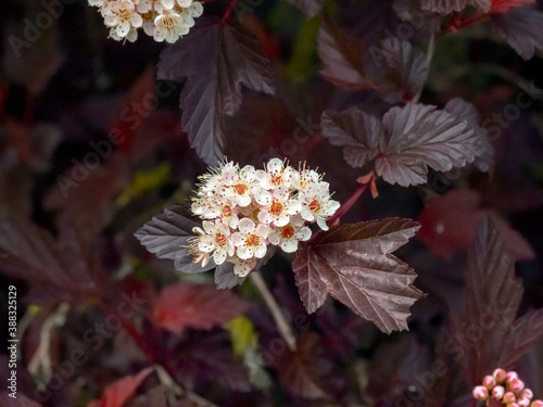 White blossom and dark red leaves on a Physocarpus opulifolius garden shrub, variety Lady in Red #388325129