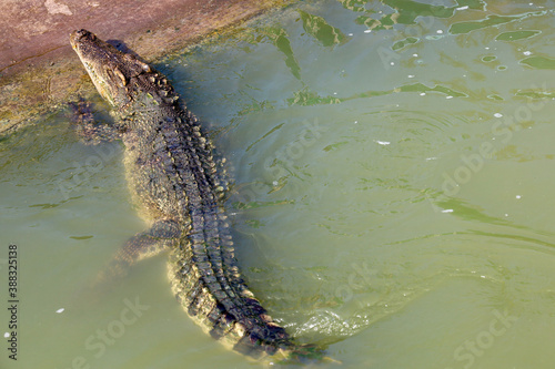 The thai crocodile swimming on the river near canal