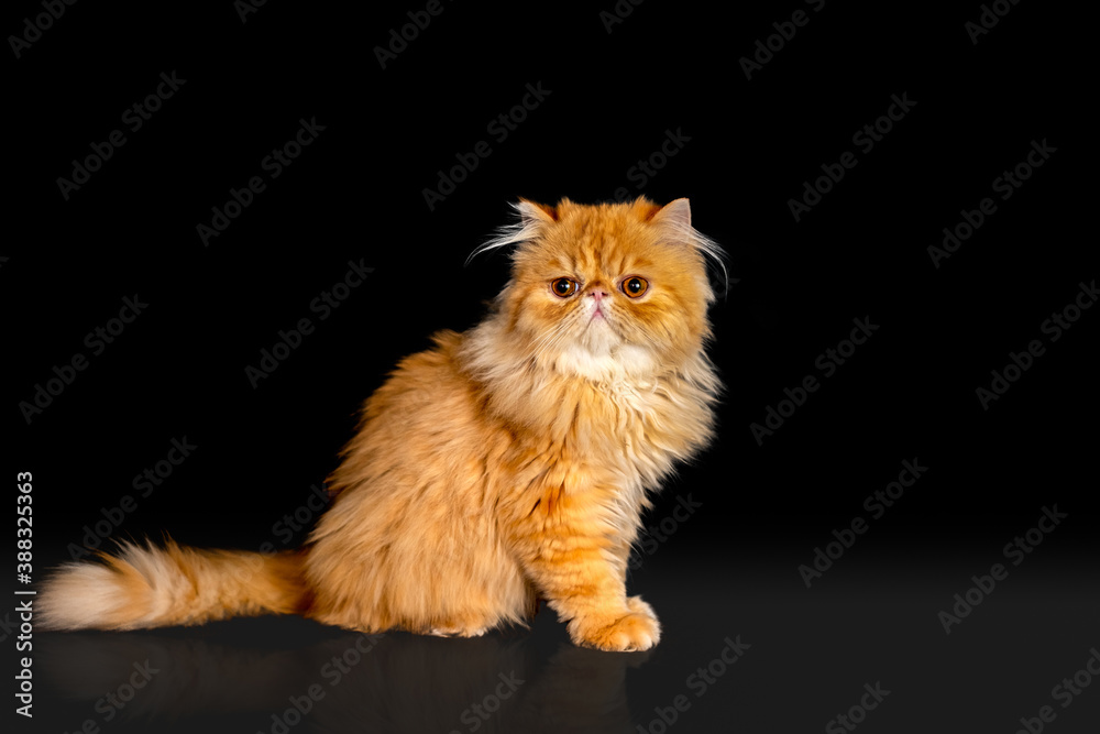 Exotic short hair cat posing. Dark Background