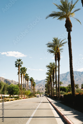 Palmtree road in palm springs