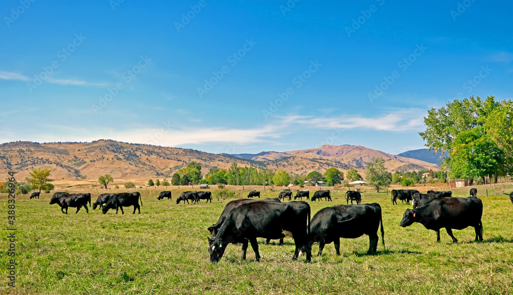 Cattle grazing on a ranch in Boulder County, Colorado. Cattle grazing on a ranch in Boulder County, Colorado.
