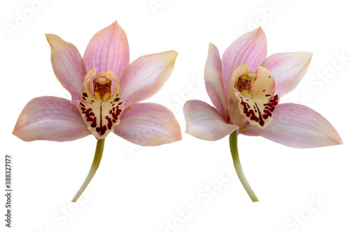 couple of pink orchid flowers isolated on white background © Elena Umyskova