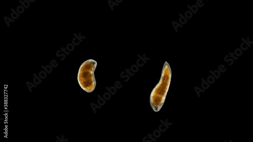 A flatworm from the order Proseriata under a microscope. Phylum Platyhelminthes. Sample found at Lake Baikal/ Help in determining Timoshkin O.A photo