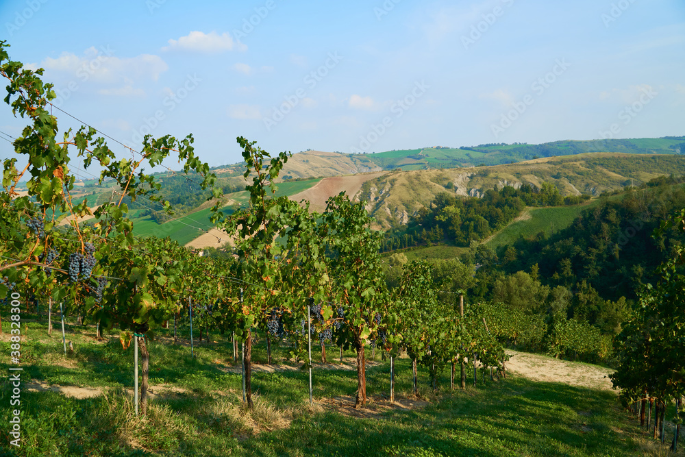 Vineyards landscape with grapevine for wine production in Emilia-Romagna, Italian region. Vineyards landscape with grapevine for wine production in Emilia-Romagna, Italian region.