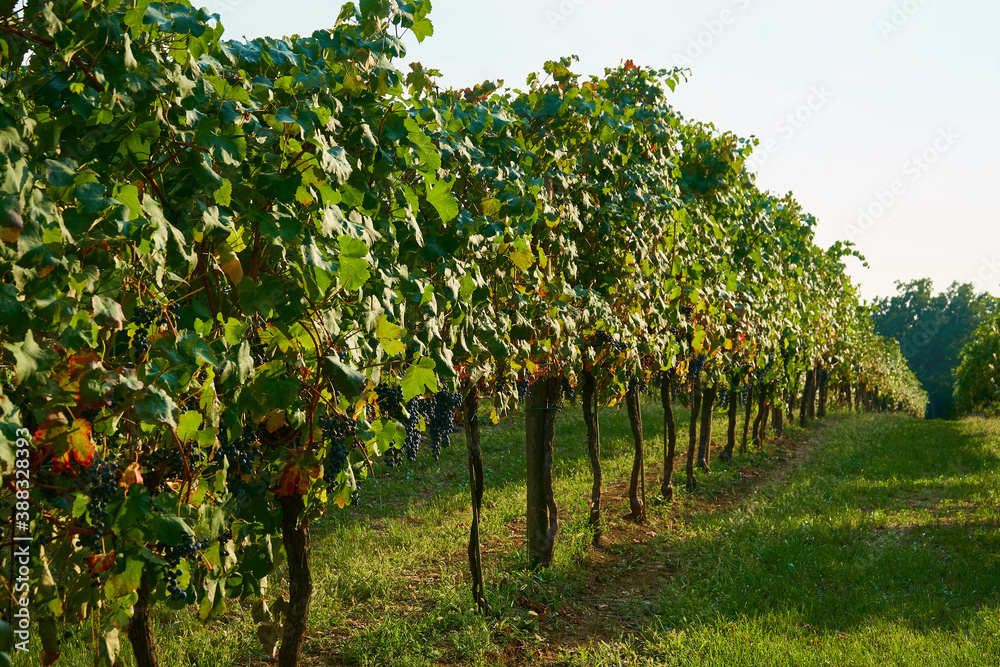 Vineyards landscape with grapevine for wine production in Emilia-Romagna, Italian region.