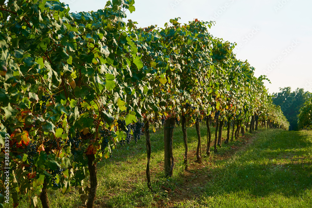 Fototapeta premium Vineyards landscape with grapevine for wine production in Emilia-Romagna, Italian region.
