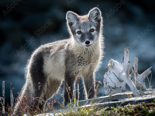 Arctic fox  Vulpes lagopus  portarit
