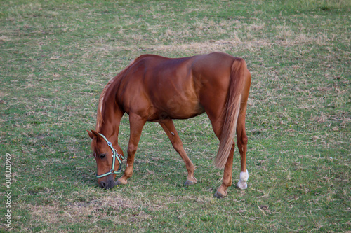 Ein Pferd beim grasen auf einer Koppel