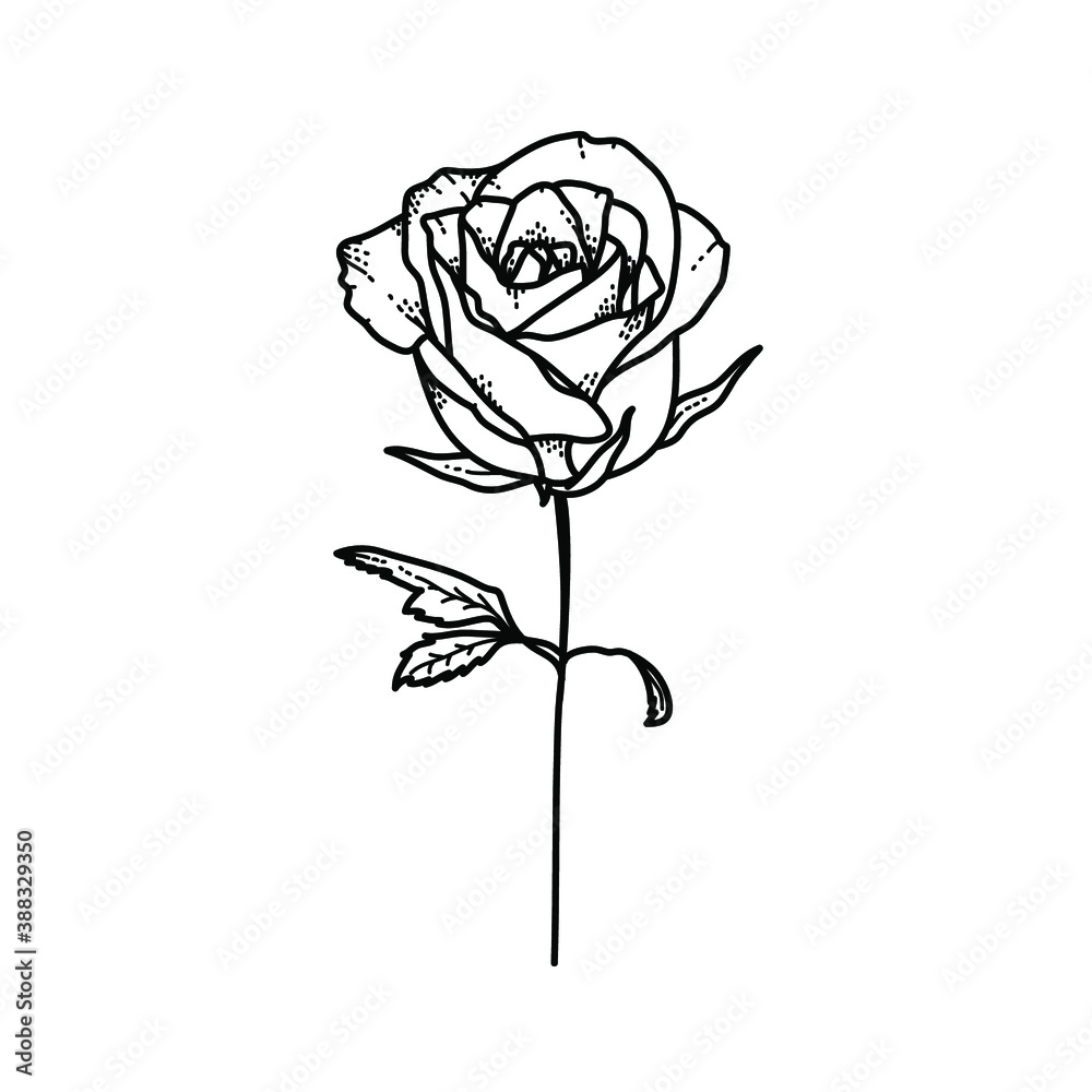 Flower Rose Flower Rose