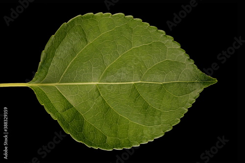 Staff Vine (Celastrus orbiculatus). Leaf Closeup